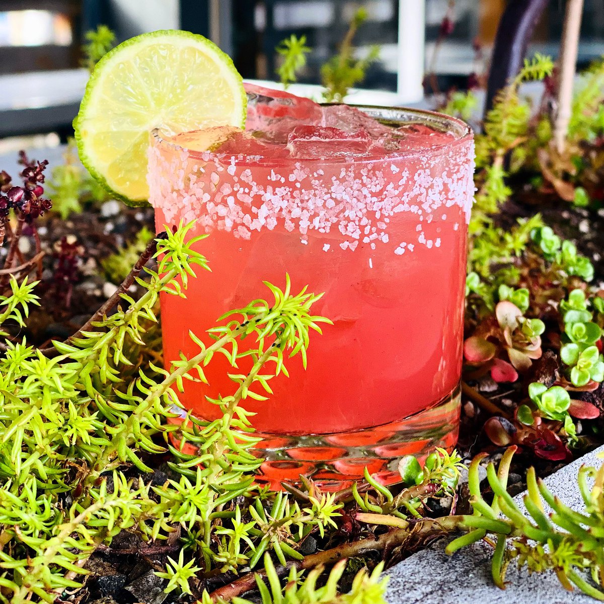 Cocktail Special: Expressway to Yr Skull (Espolon Reposado, Combier Orange Liqueur, Housemade Blood Orange Shrub, Lime)