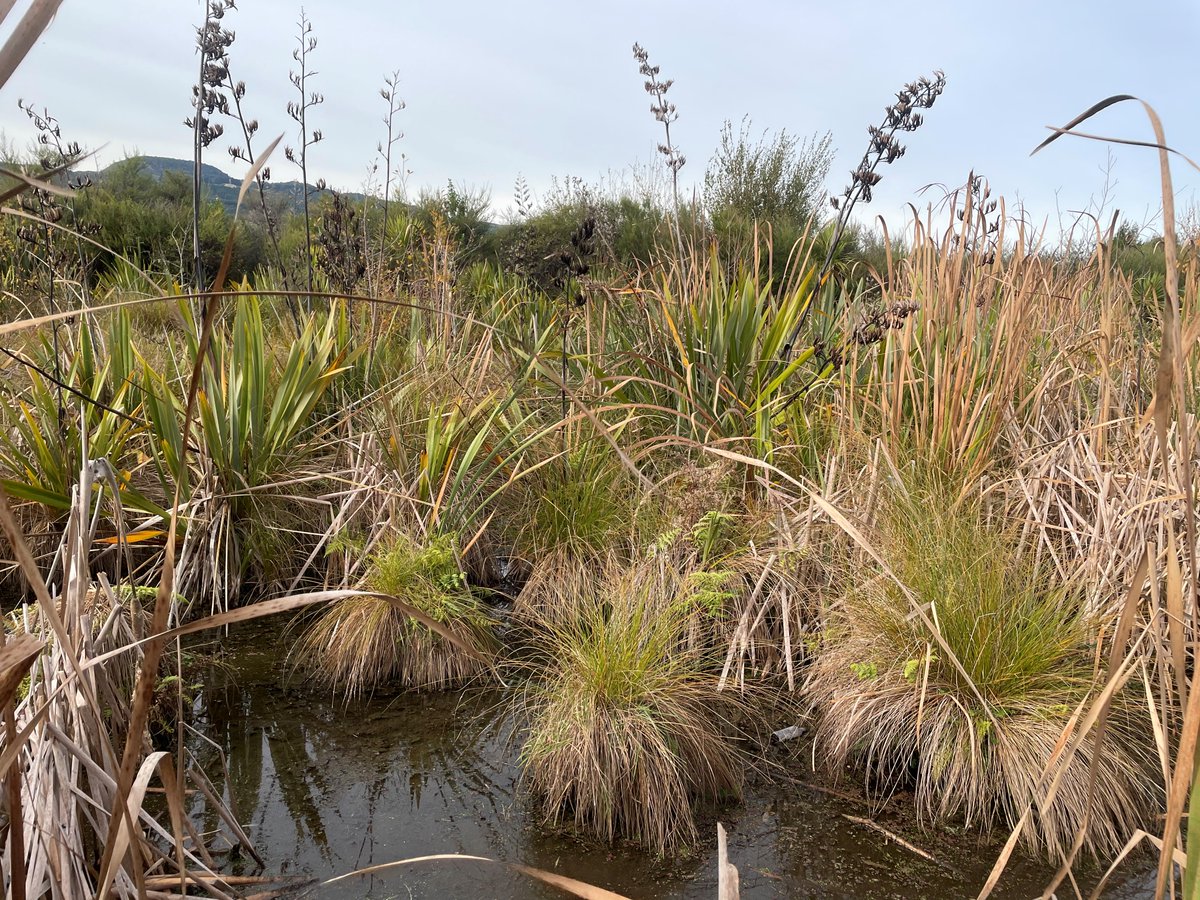 #DidYouKnow wetlands provide environmental, economic, social and cultural benefits, and are one of the most valuable ecosystems worldwide? They regulate water quality, nutrients, carbon budgets, and provide food (mahinga kai) 
#WorldWetlandsDay2022