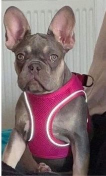 millypod1's tweet photo. π30 JAN 2022.NALA #Lost #ScanMe #Tagged
YOUNG Grey/lilac French Bulldog Female
Her tongue always pokes out to the side a bitπ
Curzon Road #Rochdale #GreaterManchester #OL11
SIGHTINGS PLZ βοΈ07713618877
https://t.co/HV5nfS0LFu https://t.co/SFGlSiLQw1