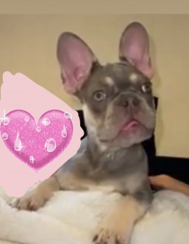 millypod1's tweet photo. π30 JAN 2022.NALA #Lost #ScanMe #Tagged
YOUNG Grey/lilac French Bulldog Female
Her tongue always pokes out to the side a bitπ
Curzon Road #Rochdale #GreaterManchester #OL11
SIGHTINGS PLZ βοΈ07713618877
https://t.co/HV5nfS0LFu https://t.co/SFGlSiLQw1