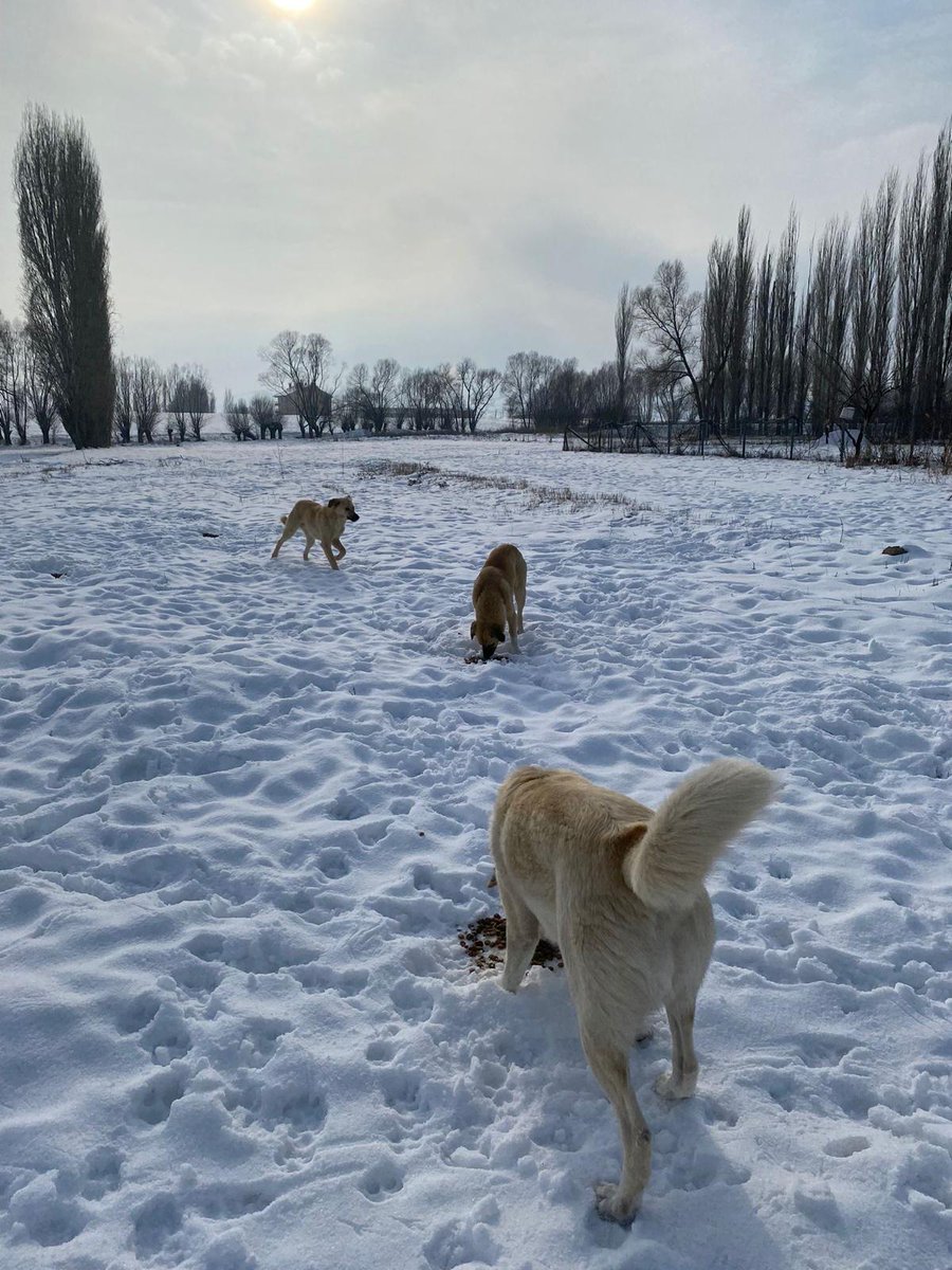 1 kg mama desteği verir misiniz?⬇️

Ormanamama.com/dogadostutoplu…

canlaramama.com/dodoaybu