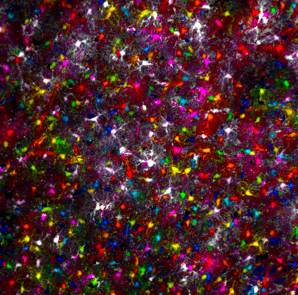 How gorgeous are these astrocytes?! They're from an iDISCO+ cleared mouse brain hemisphere. The colors represent depth - white is closest, blue farthest. Interested in how they're connected, and what they're saying? Stay tuned... #WomeninScience #Science #NeuroTwitter #STEM