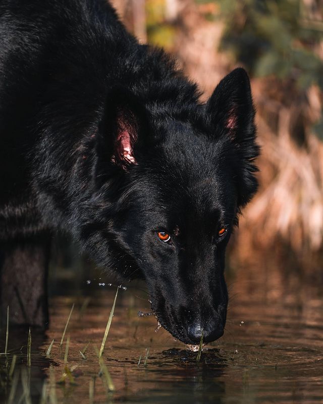 Lover9Dog's tweet photo. Trying to edit a little picture of my favorite dog...
#dogsforlife #dogstyle #dogslove #dogsmile #doge https://t.co/JCEQhMLyTj