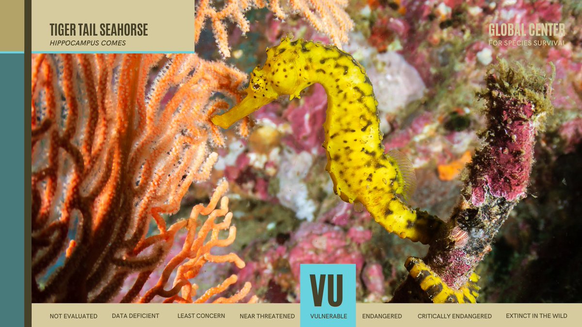 Global Center for Species Survival tweet media