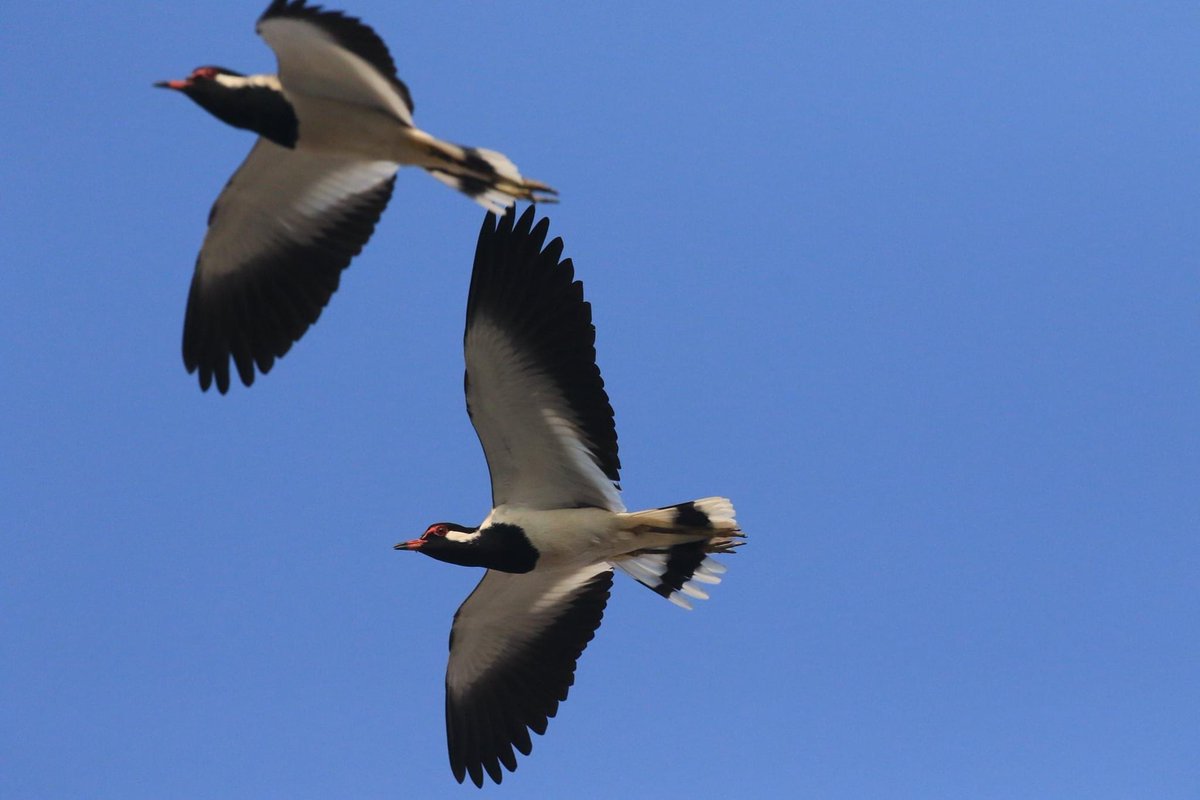 ajaykh23's tweet photo. Remember the rhyme โfire in the mountain, run run run!!โ - this is the kind of impression this bird in flight creates with the hullabaloo when it flies over-a red wattled lapwing in flight overhead @avibase #commonbird #noisybird #panicattack #wildlifeofDelhi https://t.co/KnM2K73jpT