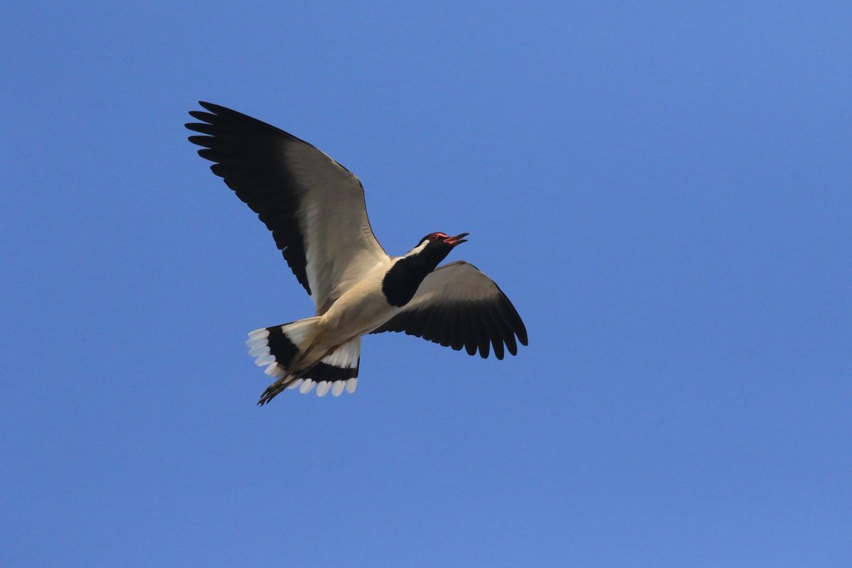 ajaykh23's tweet photo. Remember the rhyme โfire in the mountain, run run run!!โ - this is the kind of impression this bird in flight creates with the hullabaloo when it flies over-a red wattled lapwing in flight overhead @avibase #commonbird #noisybird #panicattack #wildlifeofDelhi https://t.co/KnM2K73jpT