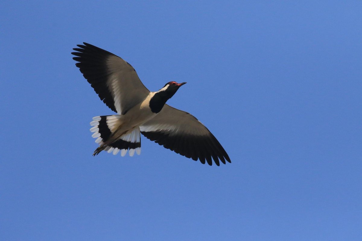 ajaykh23's tweet photo. Remember the rhyme โfire in the mountain, run run run!!โ - this is the kind of impression this bird in flight creates with the hullabaloo when it flies over-a red wattled lapwing in flight overhead @avibase #commonbird #noisybird #panicattack #wildlifeofDelhi https://t.co/KnM2K73jpT