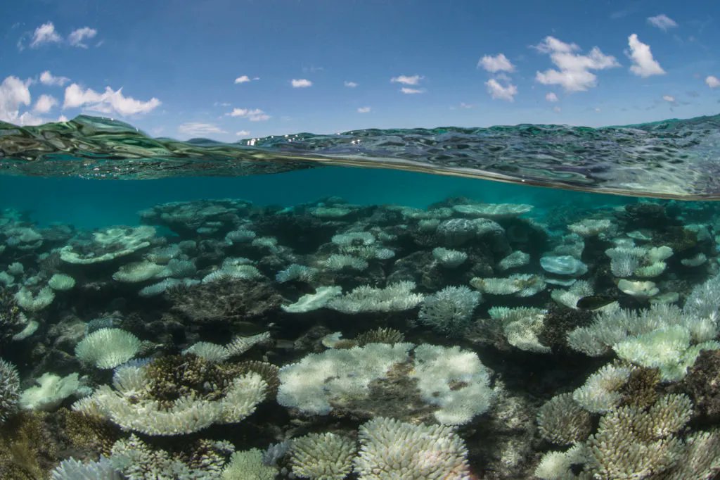 Carbon Brief (@carbonbrief) on Twitter photo NEW - Last refuges for coral reefs to disappear above 1.5C of global warming, study finds | <a href="/daisydunnesci/">Daisy Dunne</a> w/ comment from <a href="/Adele_Dixon09/">Adele Dixon</a> <a href="/ProfTerryHughes/">Terry Hughes</a> 
Read: bit.ly/3IQNRaw NEW - Last refuges for coral reefs to disappear above 1.5C of global warming, study finds | <a href="/daisydunnesci/">Daisy Dunne</a> w/ comment from <a href="/Adele_Dixon09/">Adele Dixon</a> <a href="/ProfTerryHughes/">Terry Hughes</a> 
Read: bit.ly/3IQNRaw