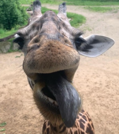 CincinnatiZoo's tweet photo. Happy 11th birthday Cece! She is Theo’s mom and when you're at the Zoo, look close and you'll find a “C” and an “E” pattern on the front of her chest! https://t.co/Siik69h1in