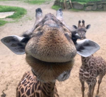 Cincinnati Zoo (@cincinnatizoo) on Twitter photo Happy 11th birthday Cece! She is Theo’s mom and when you're at the Zoo, look close and you'll find a “C” and an “E” pattern on the front of her chest! Happy 11th birthday Cece! She is Theo’s mom and when you're at the Zoo, look close and you'll find a “C” and an “E” pattern on the front of her chest!