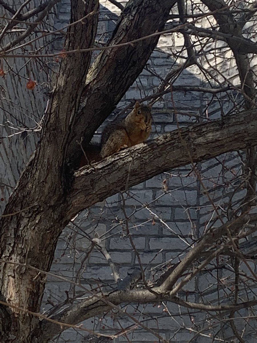 Test of the day! Where is this Heidelberg squirrel located? Put your guesses down below 👇