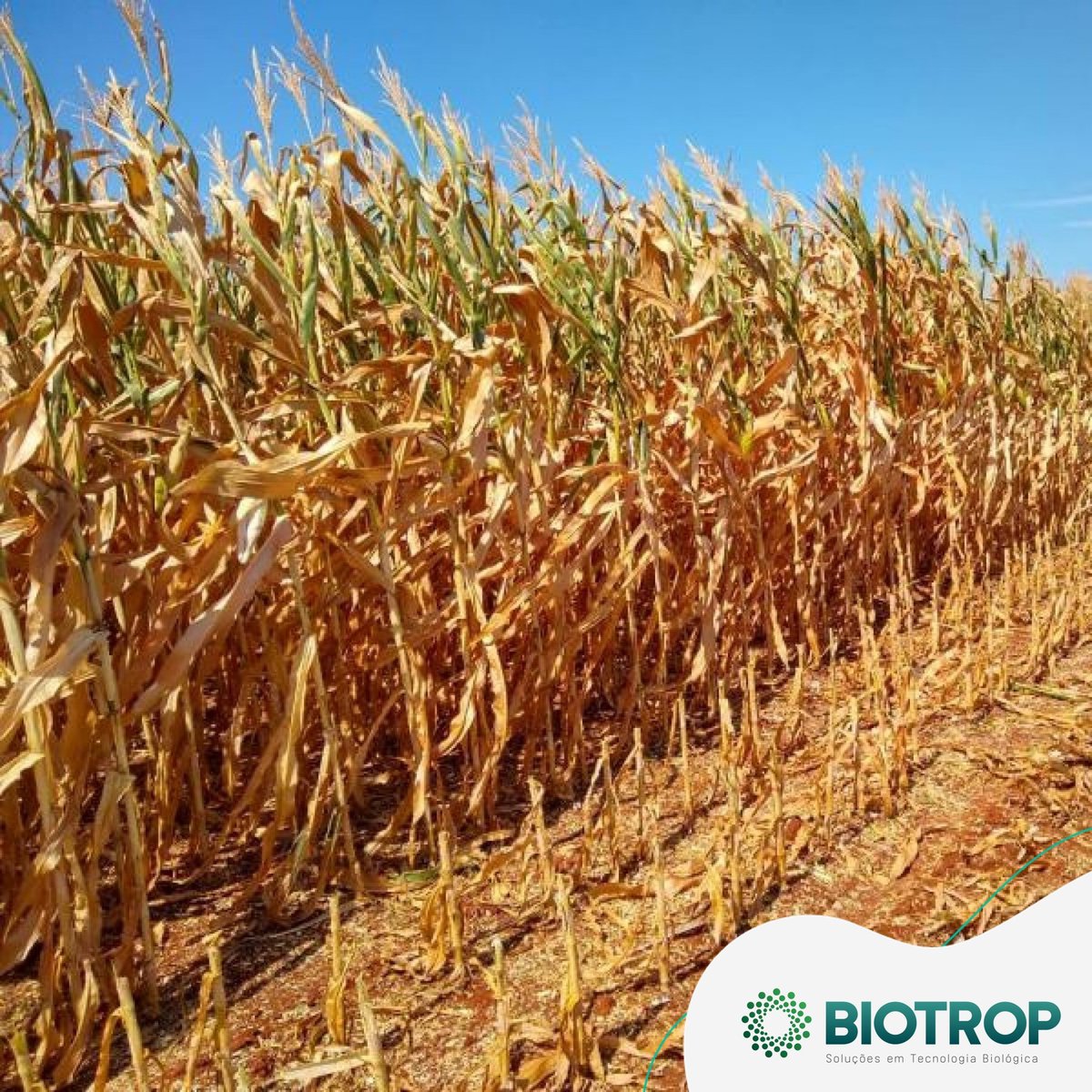 biotropbr tweet media