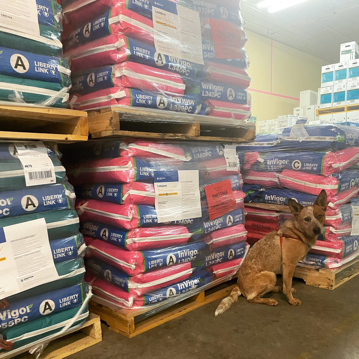 Woof, the start of seed delivery’s are starting to fill the shed at Core Ag! 

Boots, and the rest of us here are looking forward to #plant22 and the 2022 growing season w/ our #Coreplusagronomy customers!🤩🐶

 #getmorewithcore