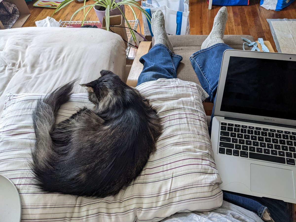 pet health weight diet //

ohhhh my lovely old lady is gaining weight on her appetite stimulant medication! she's gained half a pound in about 3 weeks! good job!!

pictured: double wide lap for optimum petting and entertainment https://t.co/VemM48s9mm