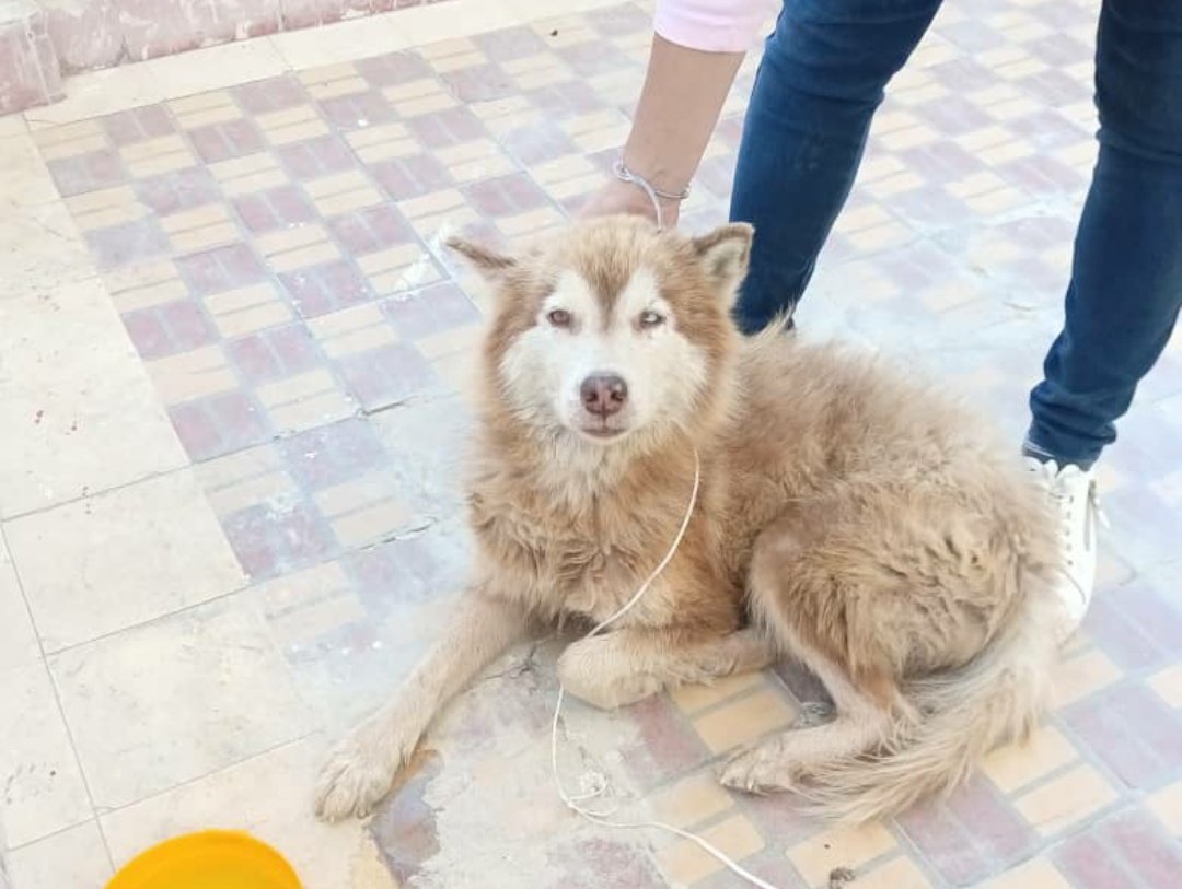 LaBalseraCubana's tweet photo. Perrita perdida o abandonada cerca de la Cujae,ya tiene temporal, buscamos a sus verdaderos dueños. Cualquier información contactar al +53 5 4389461. https://t.co/gnw8bCQdOg