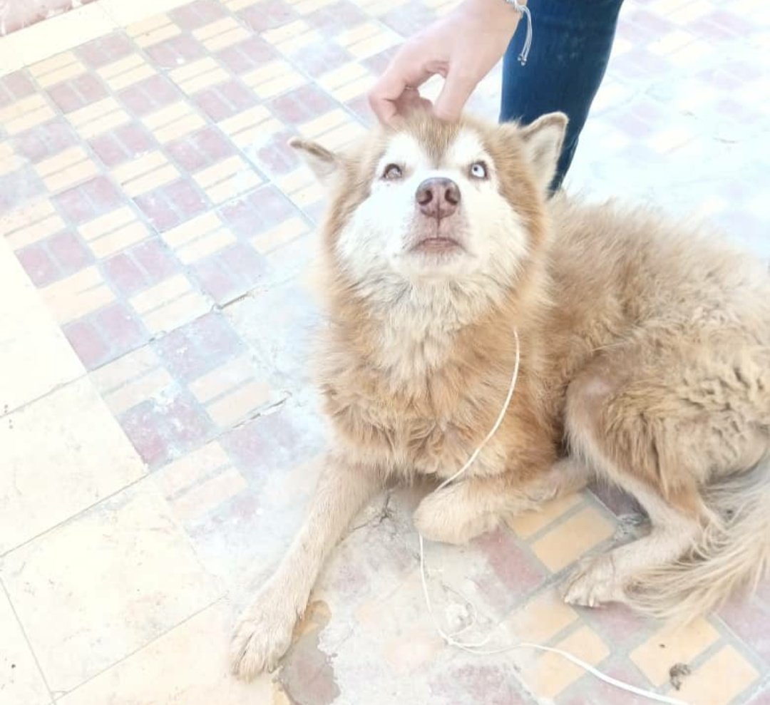 LaBalseraCubana's tweet photo. Perrita perdida o abandonada cerca de la Cujae,ya tiene temporal, buscamos a sus verdaderos dueños. Cualquier información contactar al +53 5 4389461. https://t.co/gnw8bCQdOg