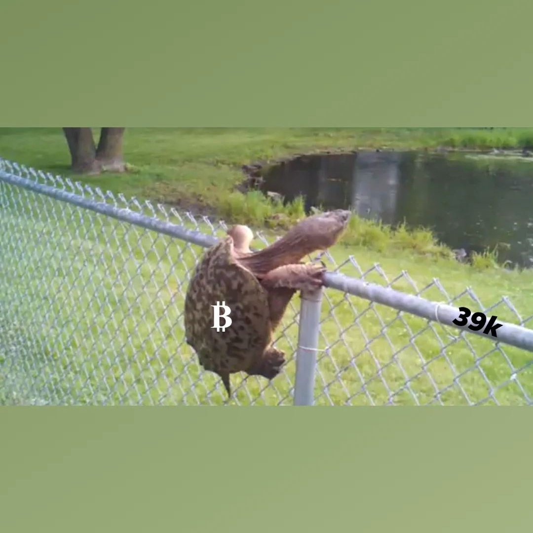 Bs63096581's tweet image. When🐂act like 🐢
#Bitcoin #rejectedagain #DaBears