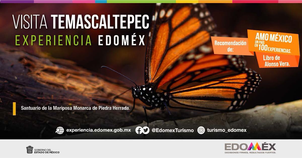 denisse_ugalde's tweet photo. El Santuario de la #MariposaMonarca de Piedra Herrada en #Temascaltepec es uno de los destinos que @alonsovera comparte en su libro #AmoMéxico, un país 100 en experiencias.
#EdoméxListoParaRecibirte https://t.co/aKx5eErvCS