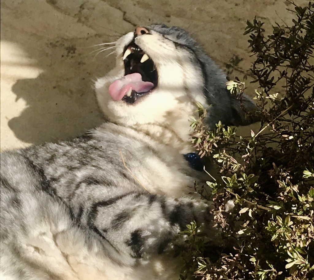 Celebrating the #YearoftheTiger2022