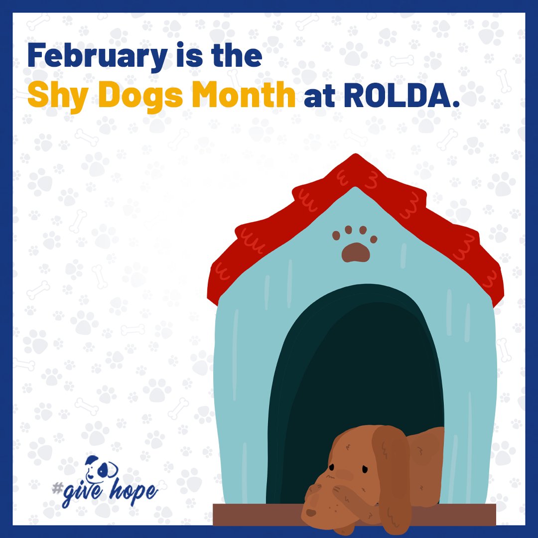 ROLDAOrg's tweet photo. We never give up on shy dogs. We work hard, we don’t stop trying and we always have hope.
During the month of February, we’re celebrating our shy dogs. Keep checking back as we introduce you to some of them! Thank you for caring! #shydogs #doglover #Dogecoin #adoptadog #roldadogs https://t.co/2ZjowKNJHI