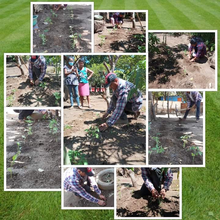 Familias de Ciudad Sandino, reciben de manera gratuita #PatioSaludable con variedad de plantas aromáticas, medicinales, frutales y hortalizas promoviendo la seguridad alimentaria y nutricional, 40 familias de Bella Cruz fueron capacitadas previamente.
🔴⚫AE