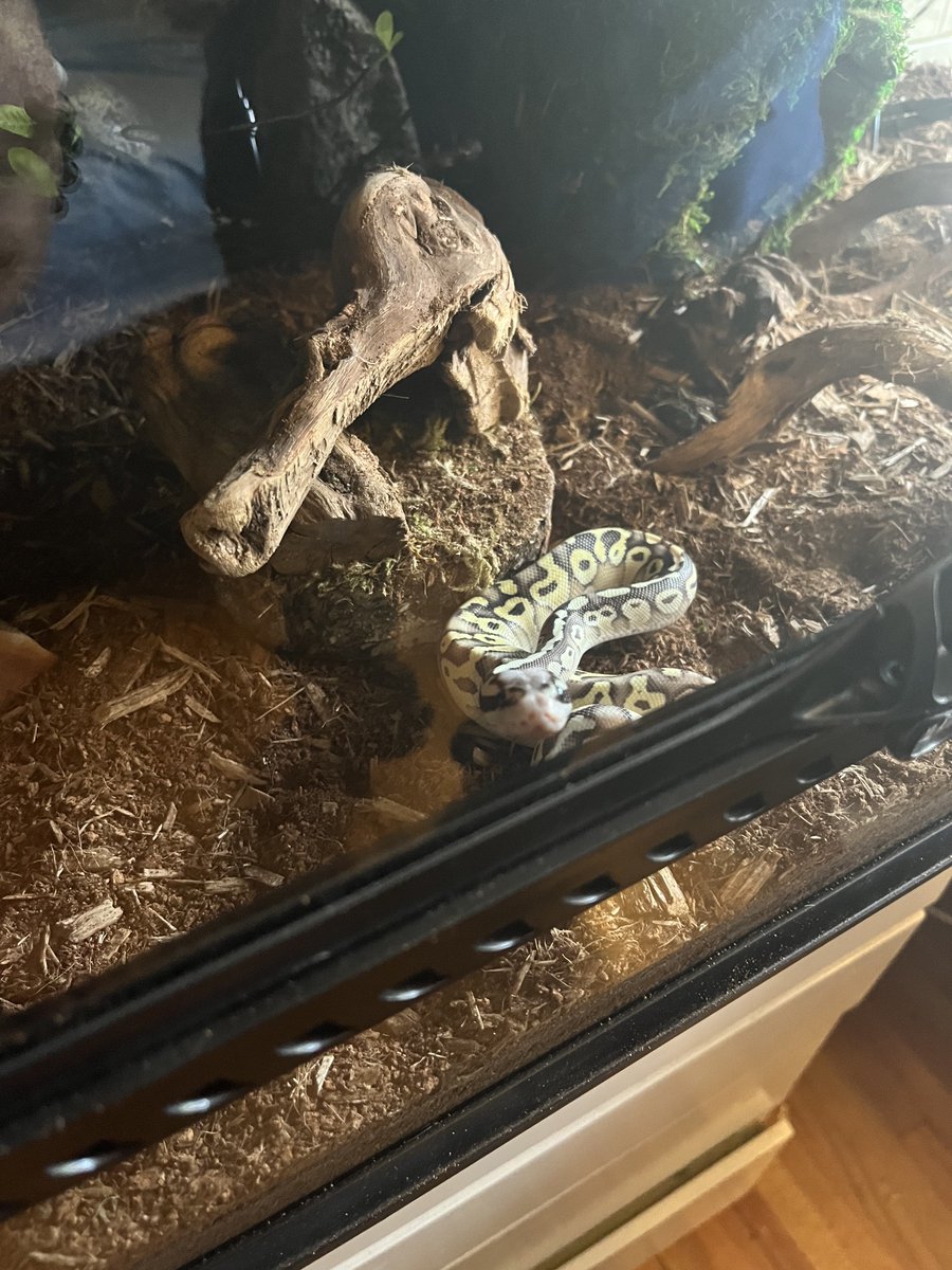 Sayjid_'s tweet photo. say hi to my new baby i love her https://t.co/ktFV2mBVpv
