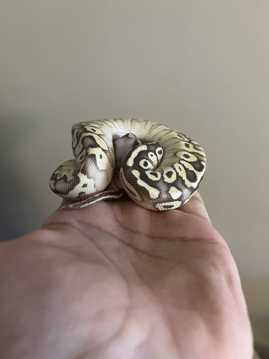 Sayjid_'s tweet photo. say hi to my new baby i love her https://t.co/ktFV2mBVpv