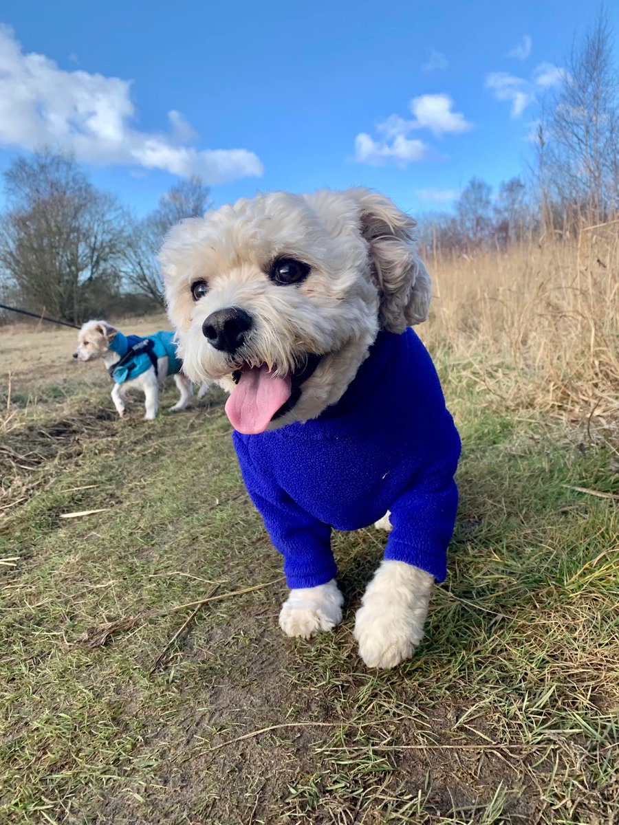 suey678's tweet photo. @rickygervais this is my 4 legged angel. he's been my life saver since my husband passed away in 2020. he's my reason for getting up each day./ https://t.co/XAcJBx3M19