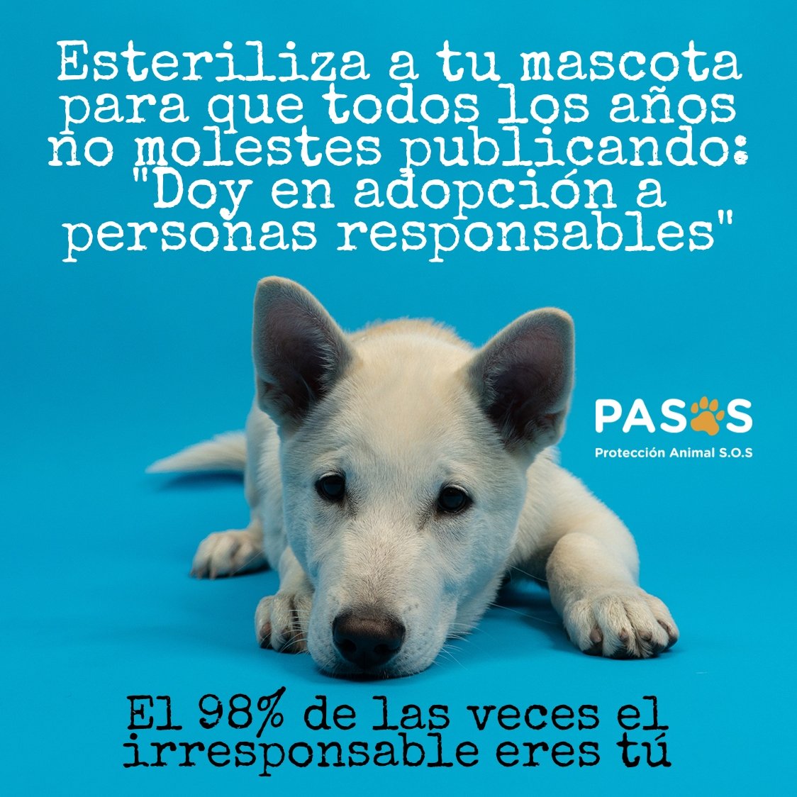 pasos_cuba's tweet photo. No queremos ofender, pero un embarazo no es de un día para el otro, existen grupos y protectores independientes a los cuales pedir ayuda...
Esterilizar es un regalo para el animal, para la sociedad y para ti.
Anímate y eleva la calidad de vida de tu mascota o de algún callejero https://t.co/dn08cw5uxJ