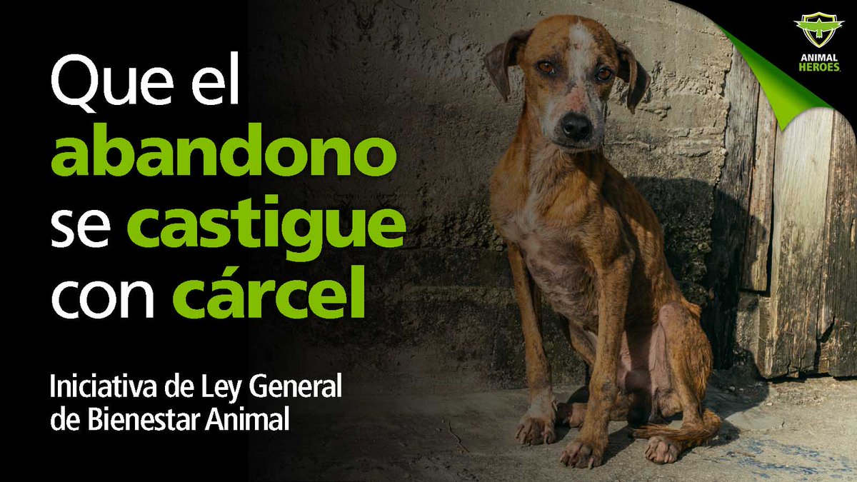 En México se estima que hay más de 23 millones de perros abandonados. Por eso proponemos en nuestra iniciativa de Ley General de Bienestar Animal que se castigue con cárcel a quien abandone animales. 

#LGBA #LeyGeneralDeBienestarAnimal #BancadaAnimalista #AnimalHeroes