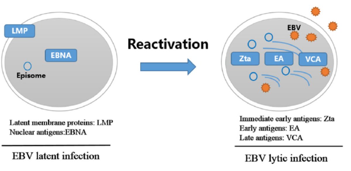 Epstein barr virus ebna. VCA Барр. Таблица Epstein Barr virus EBNA таблица. EBV VCA.