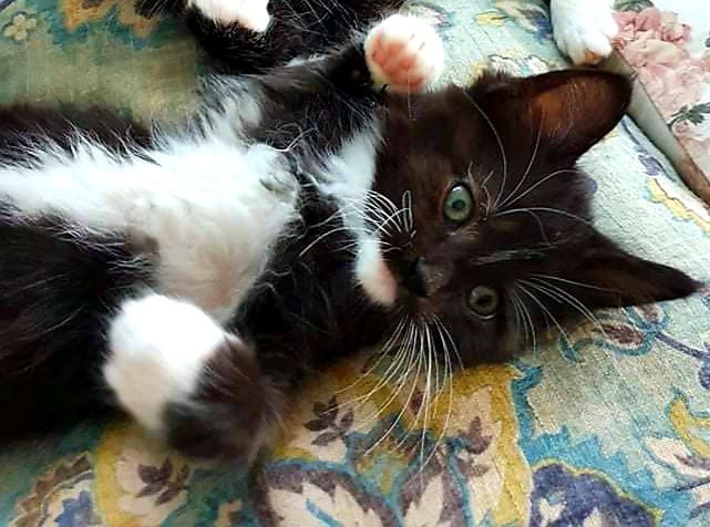 BuBullen's tweet photo. @PickliciousF Hello Pickle. My name is Isola, I am 8 weeks old. I still live with my mom and siblings, but in a few weeks I will move to my forever home. My new parents love me so much allready, they think I'm beautiful and clever, and I agree. Nice to meet you ❤ You are cool! https://t.co/m6IGUVL6ZG