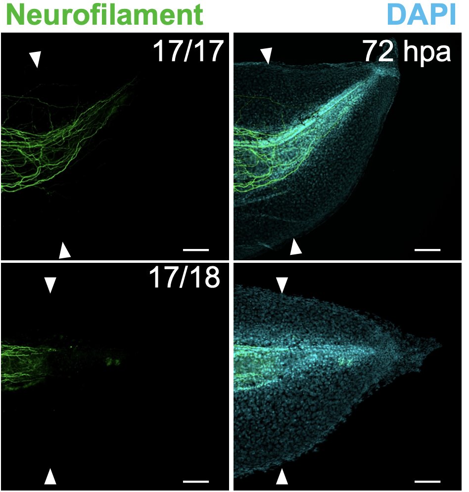 Latest publication from <a href="/WillsLabFroggos/">Wills Lab</a> in <a href="/Dev_Bio_Journal/">Developmental Biology</a> is officially out! This is part of a series of cool experiments driven by an interest in HIF1a from my rotation with <a href="/millerlab/">Dana 🏳️‍🌈🔬</a>, but this is the only #regeneGREAT one (so far). authors.elsevier.com/c/1eWJ-2mzTZVW8