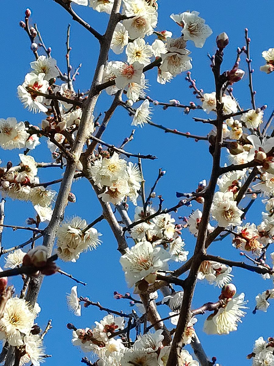 Senri36054339's tweet image. おはようございます🐣今日の花は
白梅です🍅　白梅が　奇すしき力　　足あがる　#お〜いお茶　#新俳句フォト