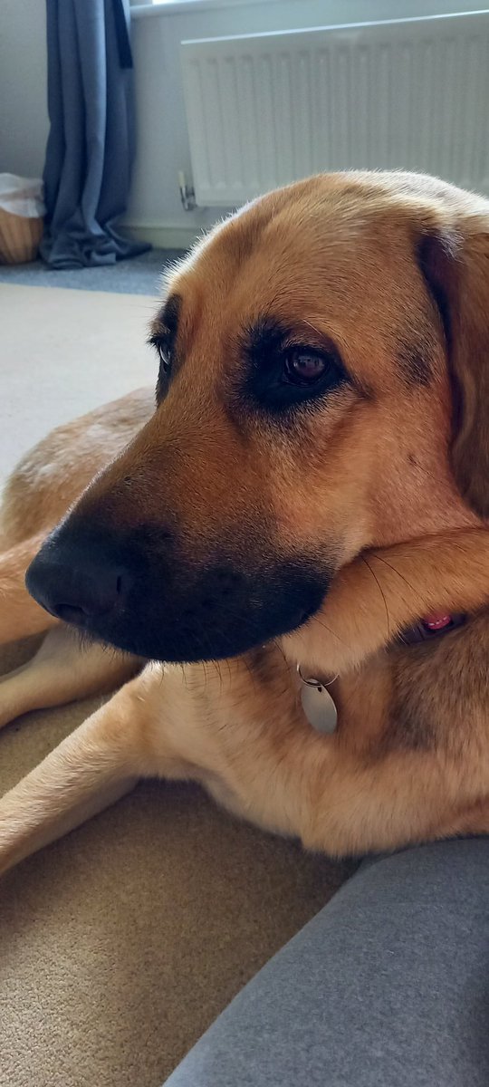 Gael Francis tweet media