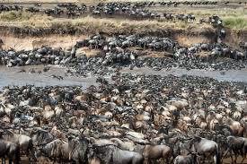 StockCryptoArt's tweet photo. Can you find the zebra ?
If you canโt or if your eyes bleed, look no further!
THEYโRE ALL HERE https://t.co/8g5uGcRG94
AND OH GOD THEY ARE SOOO PUNK @ZebraPunks
Go grab ยดem before itโs too late!
#NFT #zebrapunks
(There is in fact one zebra in the pic, RT & like for answer) https://t.co/LJkzuL8G3m