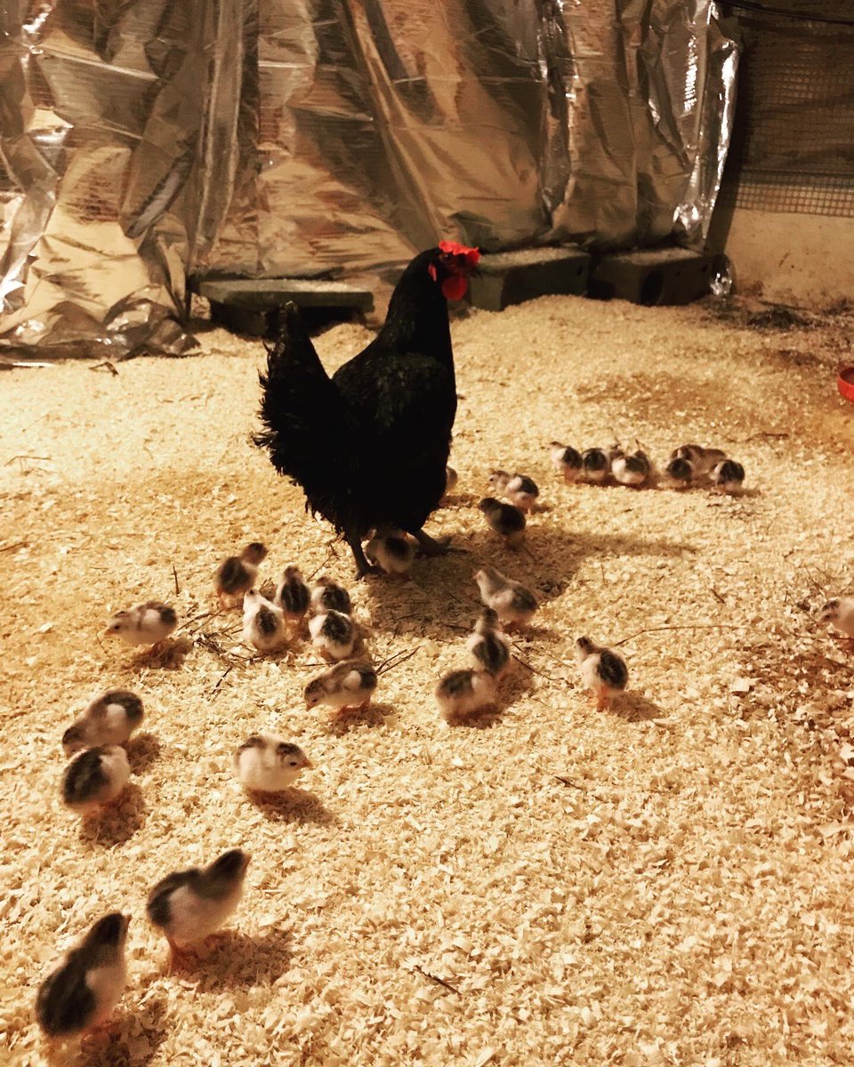 Arrivée des Pintades Perles Noires, race ancienne de la Région Centre Val de Loire ! Elles naissent à Amboise , dans le 37, juste à côté . J’ai mis quelques Poules Noires du Berry, à l’intérieur de la poussinière ! Et quelques minutes plus tard, on voit bien l’instinct maternel