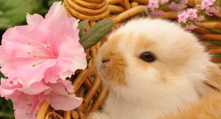 piinkibun's tweet image. 