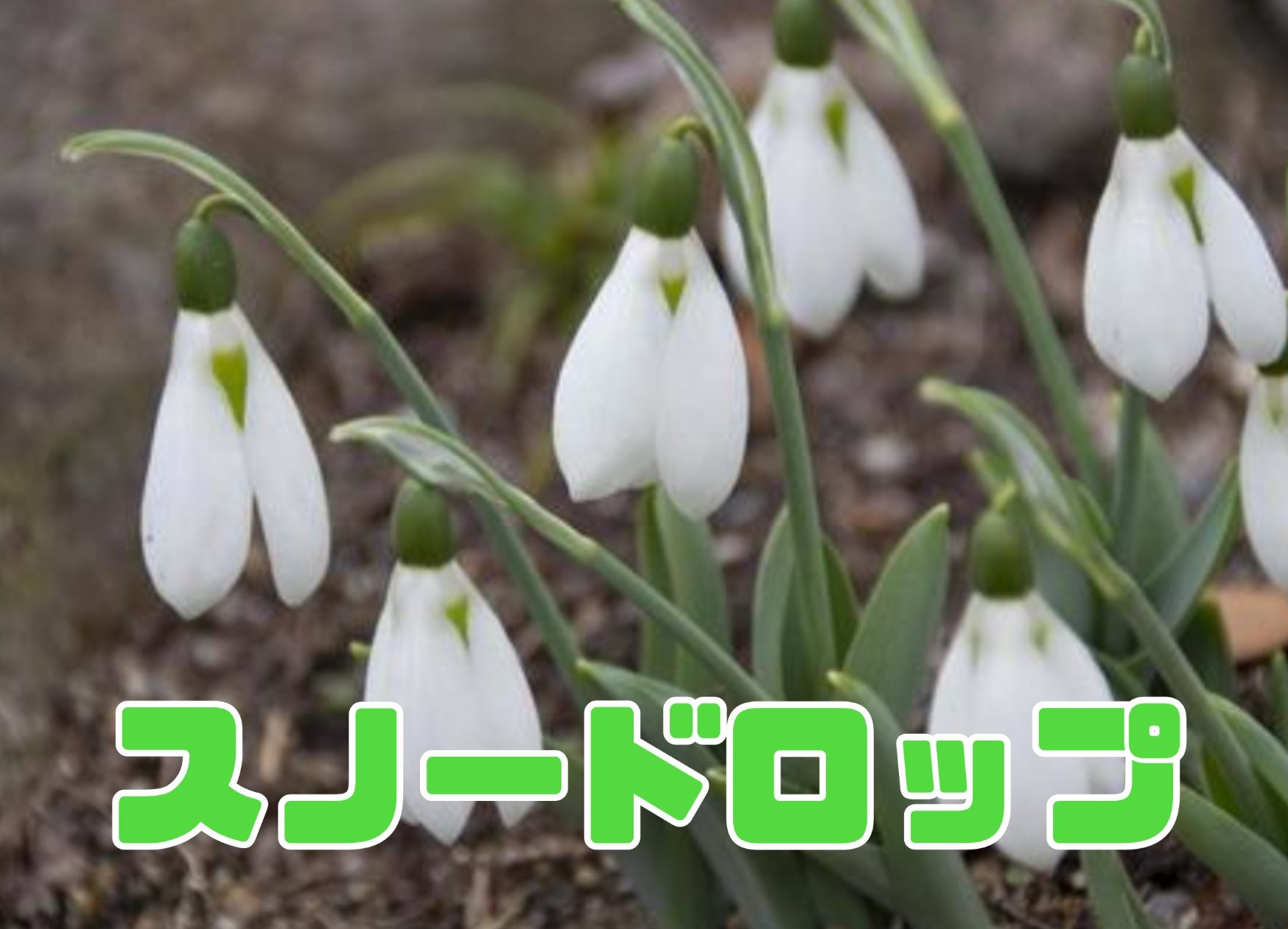 誕生花言葉 Twitter Search Twitter
