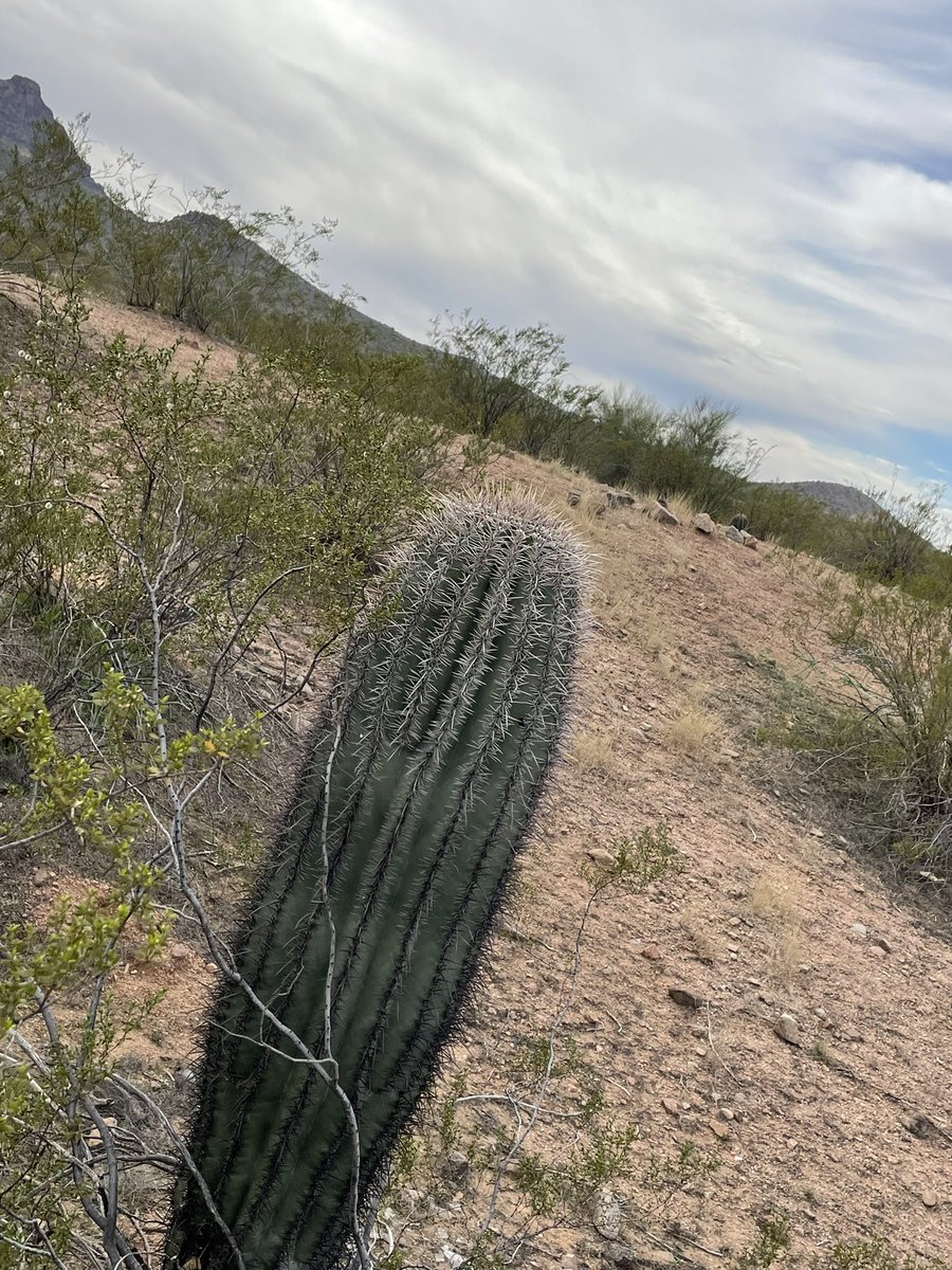 I love Arizona. 🌵💕 #Cacti #Cactus #Saguaro #SaguaroCactus #DesertLife