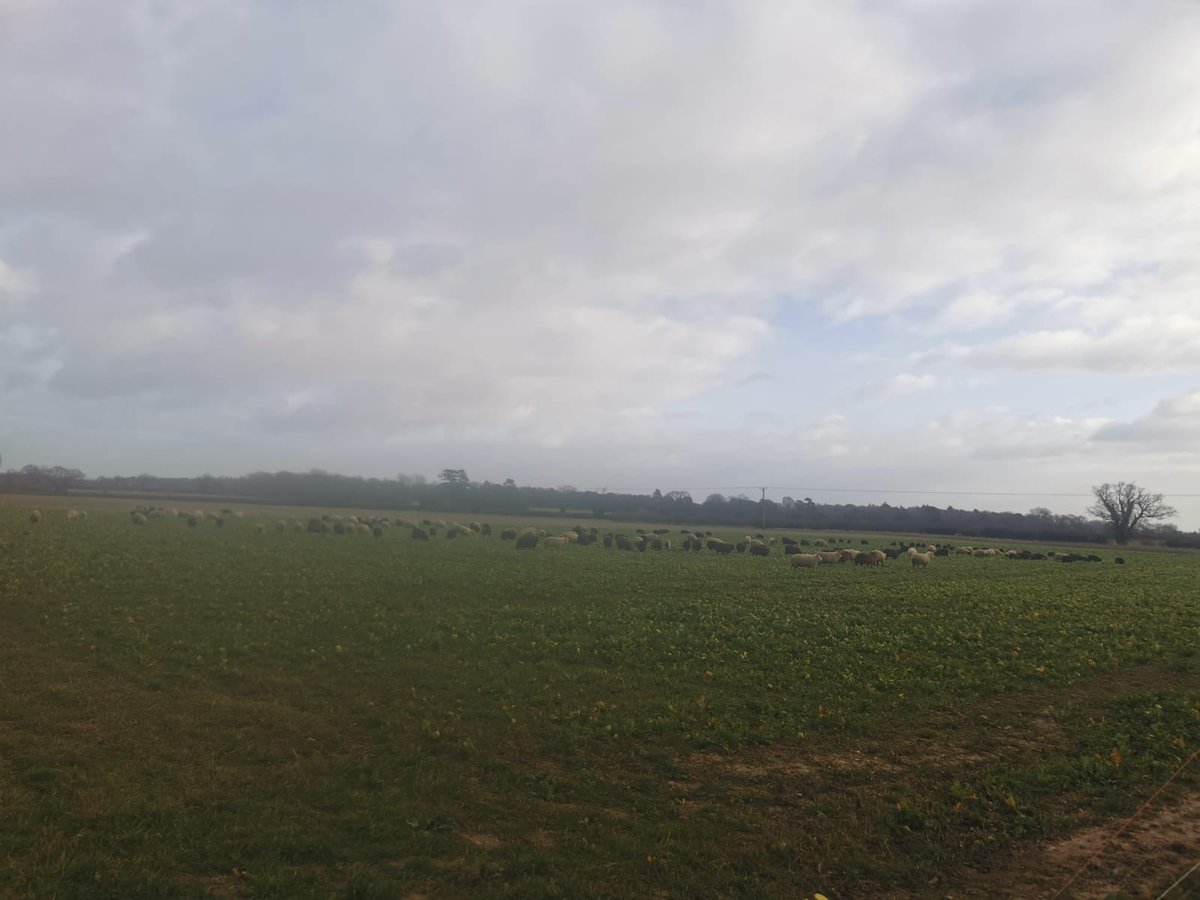 Today our ewes recieved their annual Heptavac P Plus booster before lambing then we walked the ewes to fresh grazing and the lambs back the other way to make better use of what forage we've got available #sheep #musicalstock #sheepdogs #Alf #Ed #countdowntolambing #outwintering