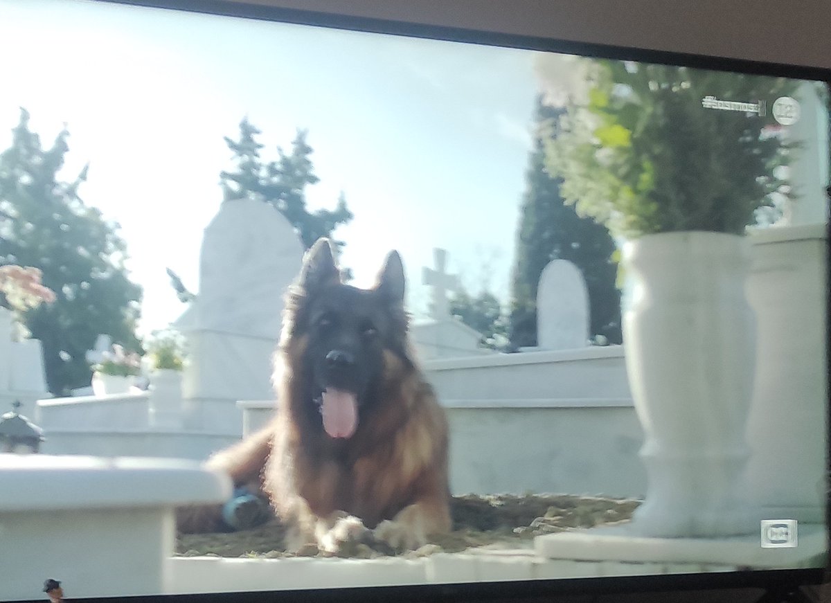 Aristotleslife's tweet image. Maνταρινα μου ... σκυλάκι μου πονεμένο....
Πόση αγάπη έχεις μέσα σου ψυχούλα μου!!!!
Η ανιδιοτελής Αγάπη....αυτη είναι !!!!!#Sasmos