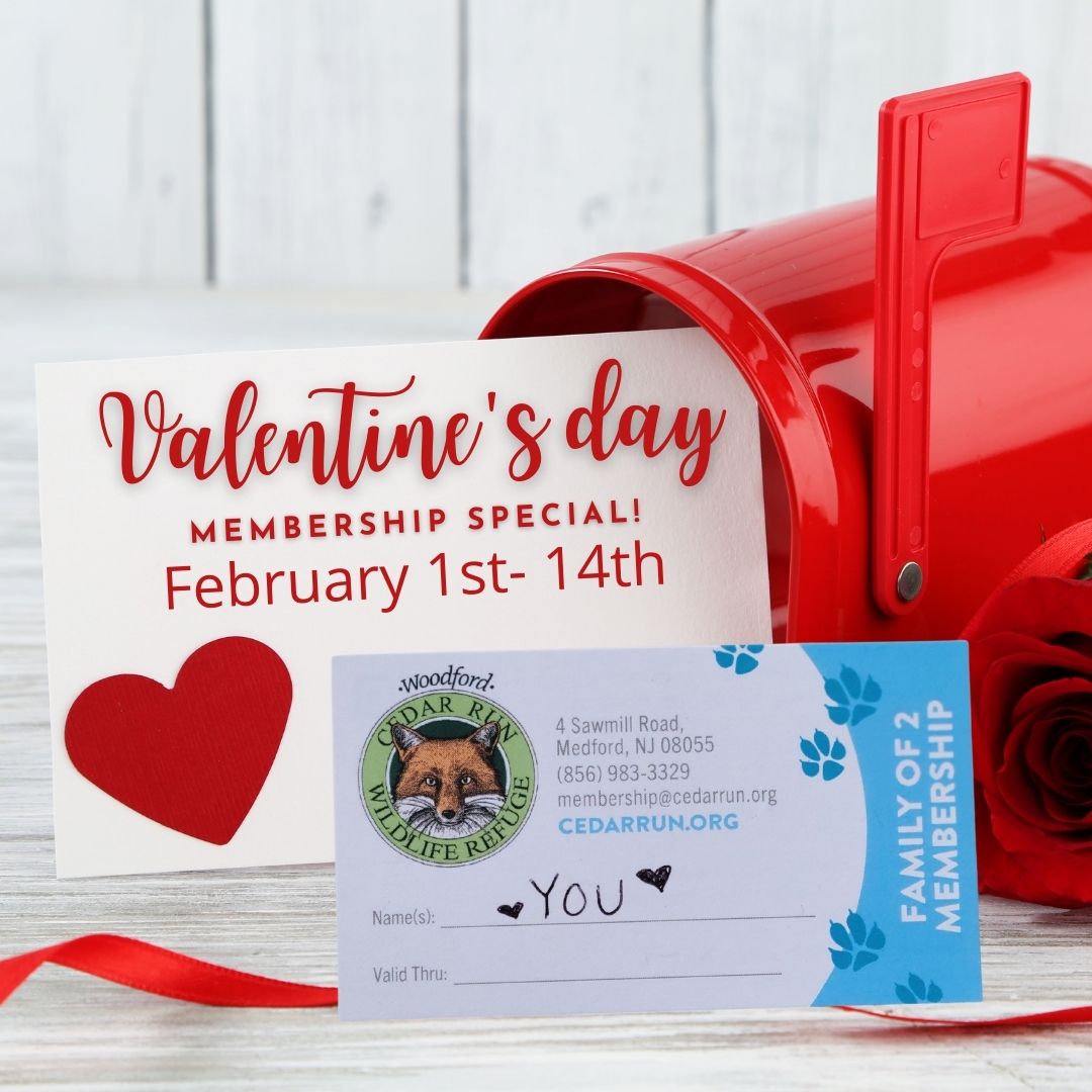 Do you know someone who loves nature? ❤🌳🍃
Give them a gift to go WILD about! Today, February 1st through February 14th purchase a Cedar Run Family of Two Membership at a special discounted rate!
Go to cedarrun.org/membership to get a special deal for a special someone!
