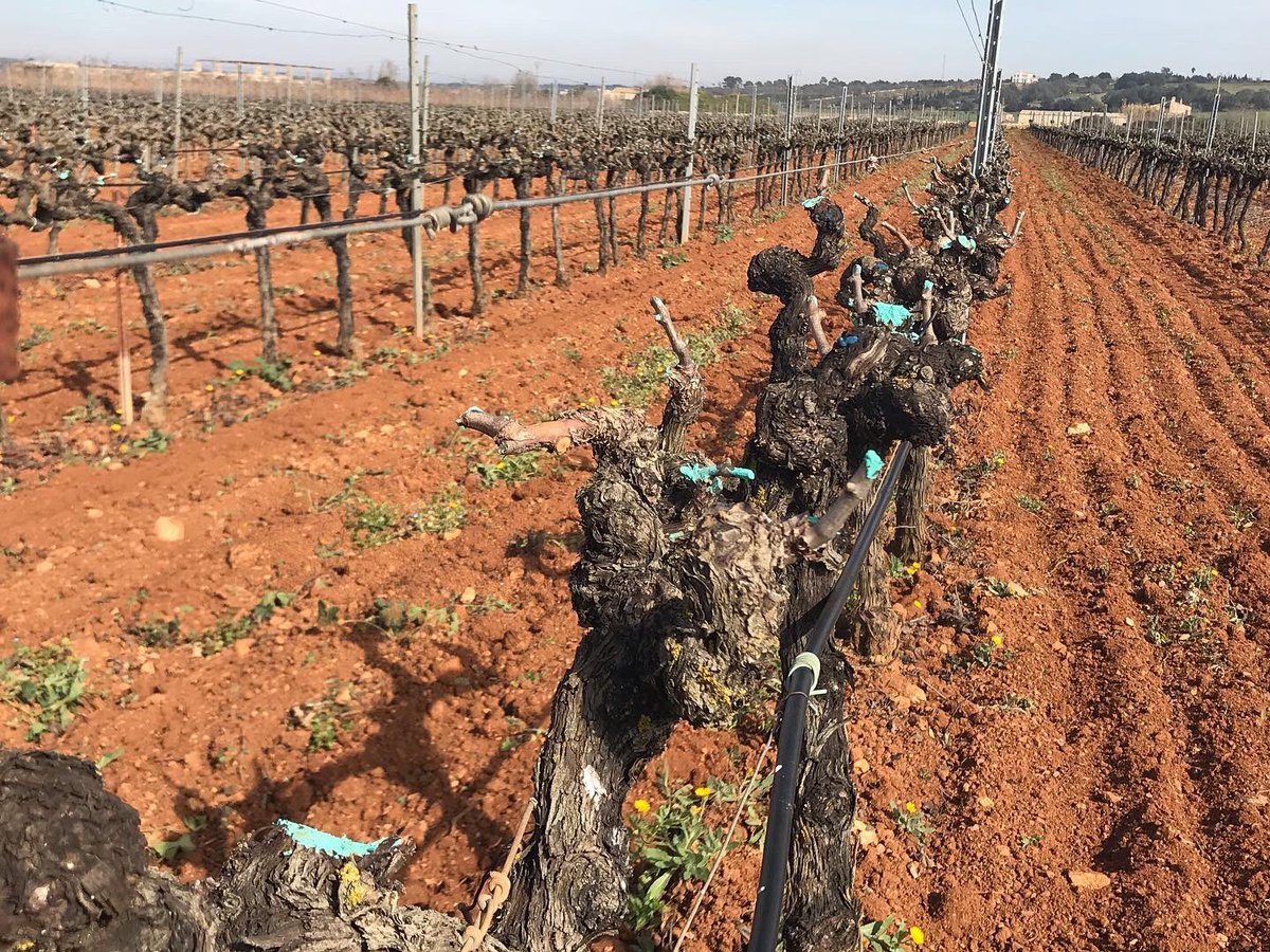 Siguen los días de poda en las #viñas... ¡ya sin niebla! 

Ja sense boira, dies de poda a les vinyes.

No fog in the vineyards. We continue with pruning.
#mallorca #wine #vino #bodegas
