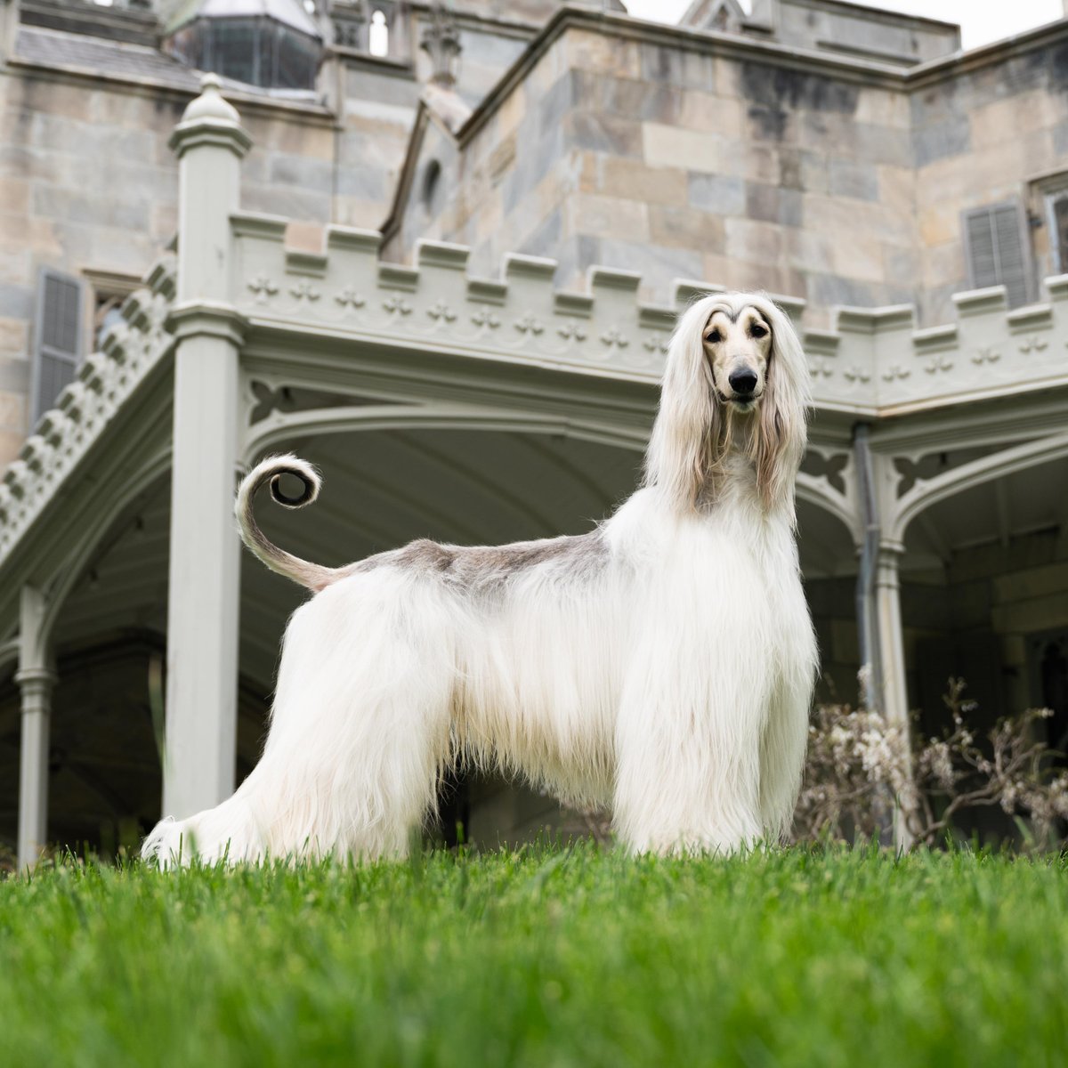 New date and location for Westminster Week 2022 Presented by Purina <a href="/ProPlan/">Pro Plan</a>! Who’s excited for a warm Westminster at the <a href="/LyndhurstNY/">Lyndhurst</a> Estate in Tarrytown, NY?! June 18-22. For more event info visit: bit.ly/3ugaNvR

#WestminsterDogShow