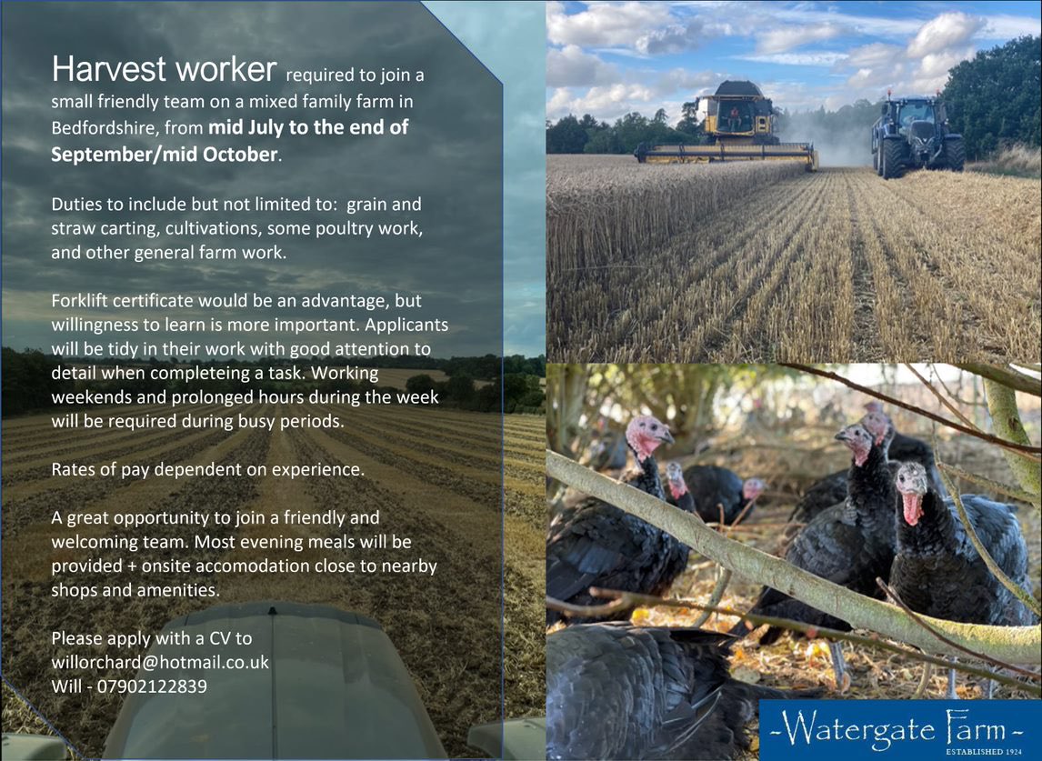 willorchard tweet media