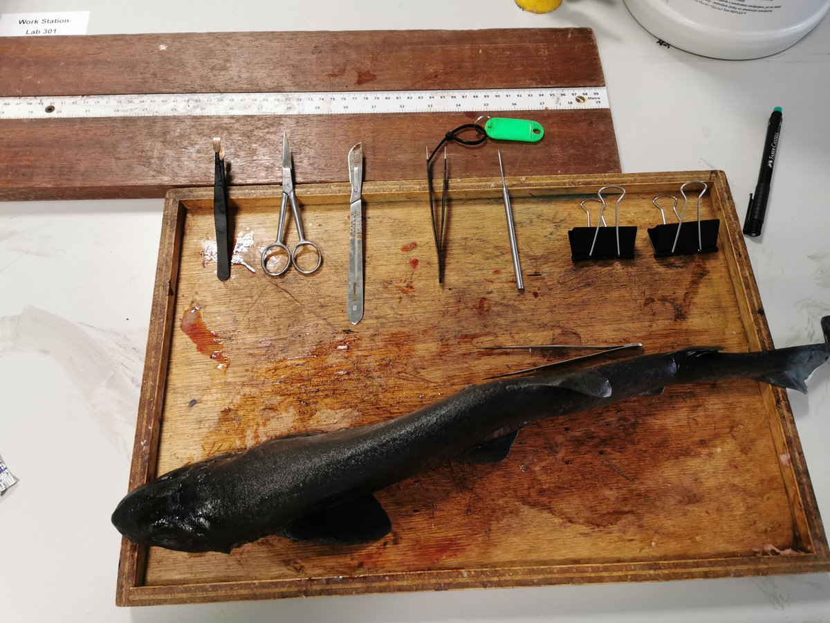 Delighted to get started on the dissections for my 4th year thesis. Great day, learnt lots and can't wait to start analysing the results!