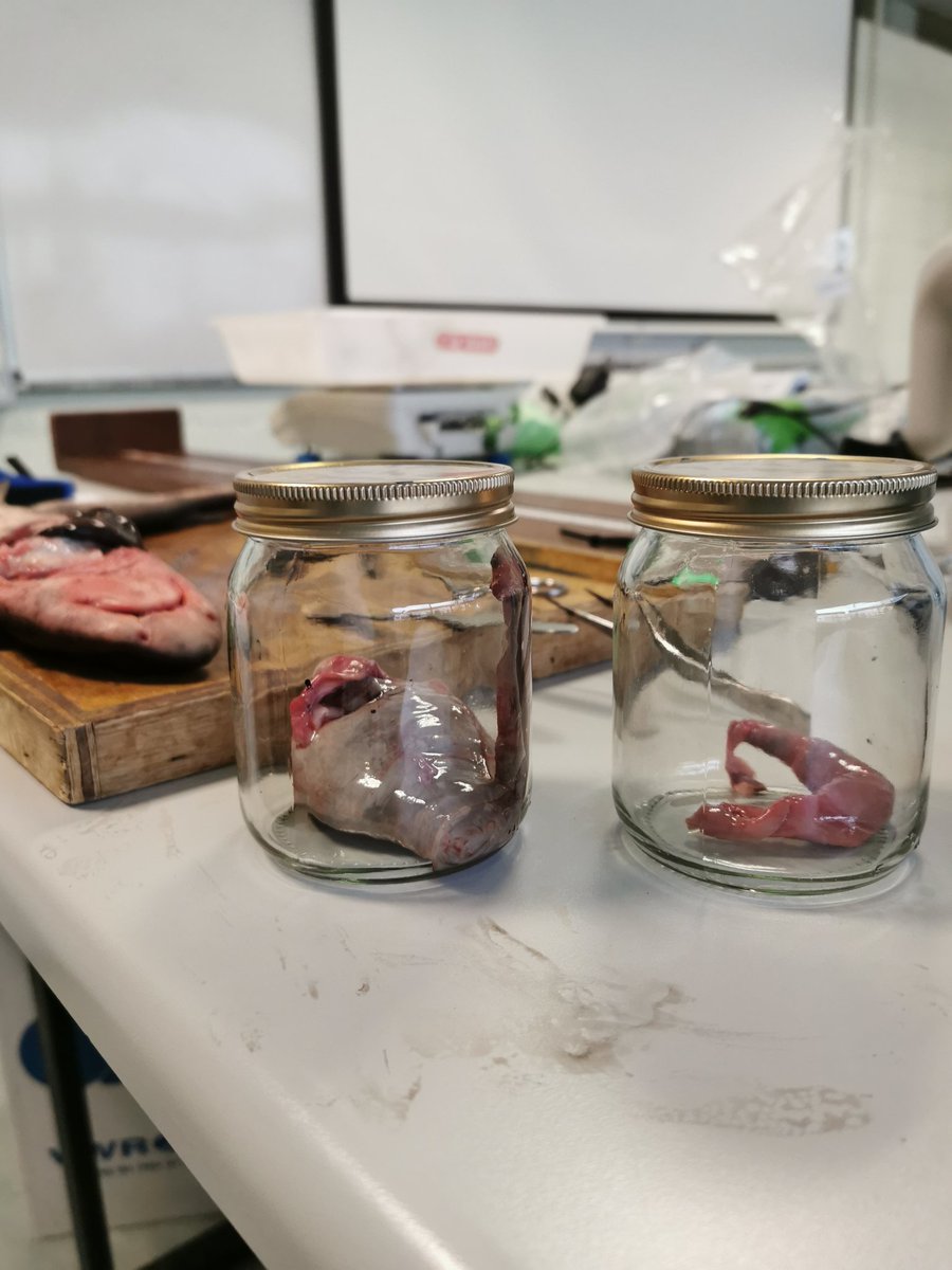 Thomas_M_Power's tweet photo. Delighted to get started on the dissections for my 4th year thesis. Great day, learnt lots and can't wait to start analysing the results! https://t.co/kJFEjmWGN0