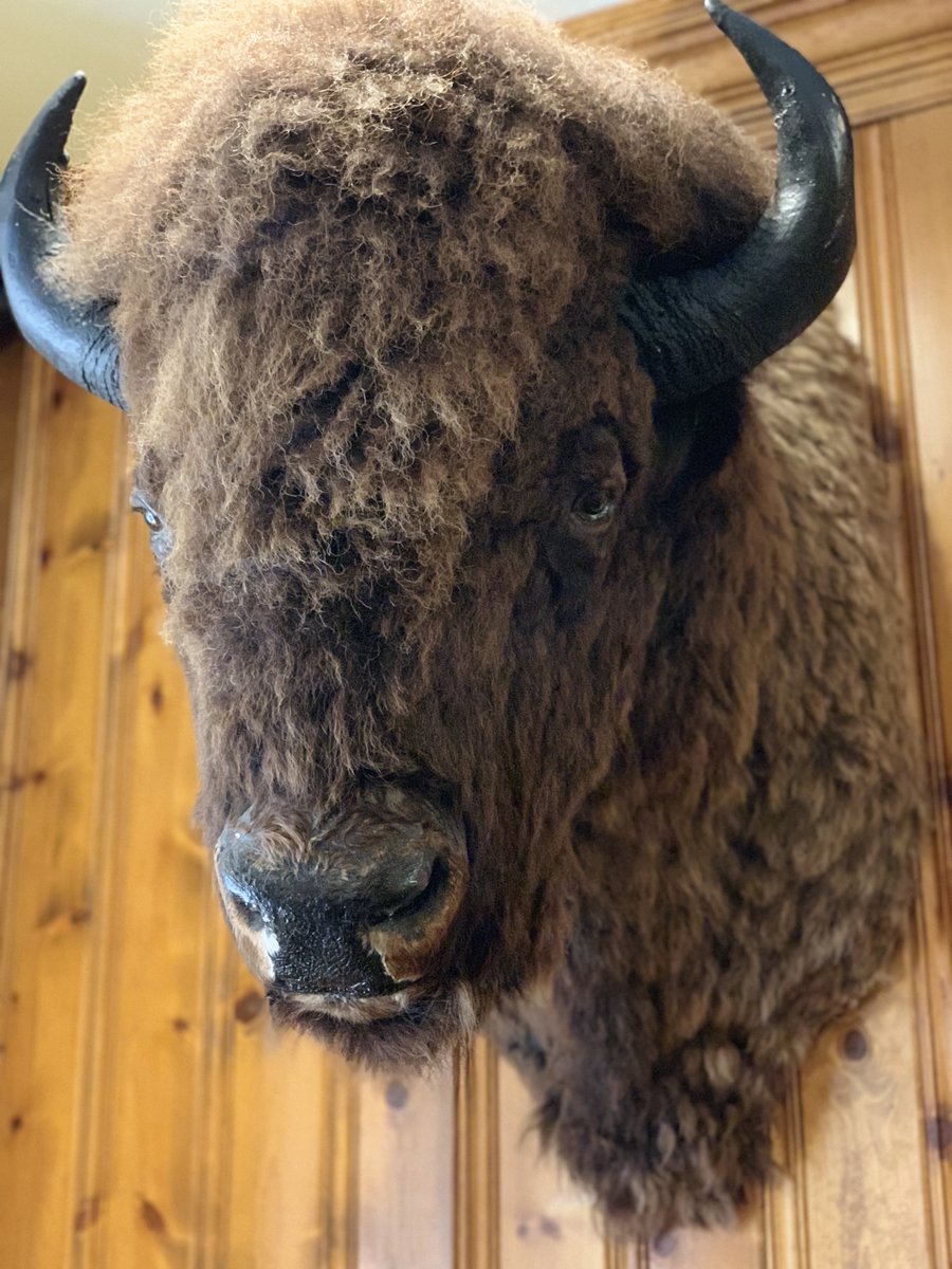This bison has seen many guests come and go. While it has moved around the building a few times it has been in the hotel since the 1940’s.
worthotel.com