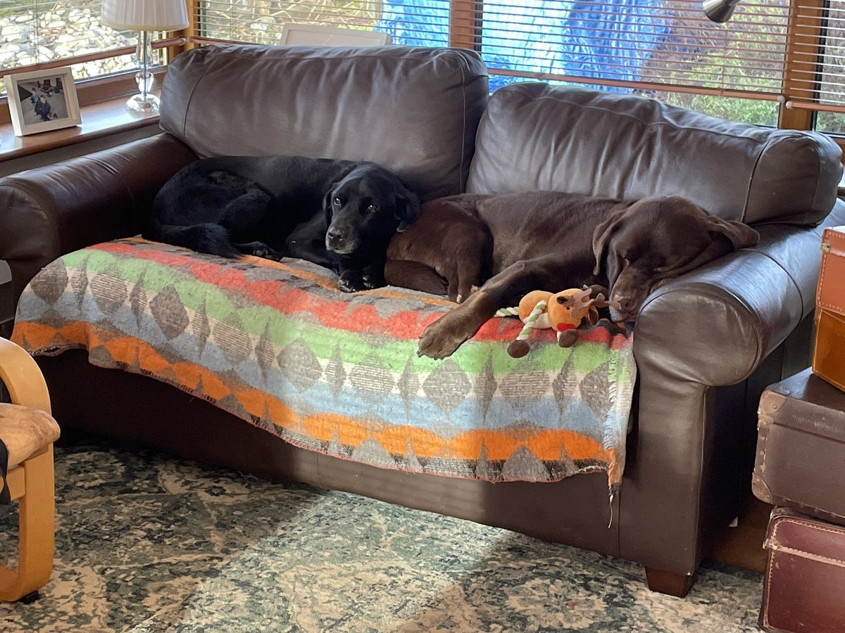 thescartingmous's tweet photo. When the working day stops for a moment to admire this pair …. #dugslife https://t.co/OhqHUWz21t
